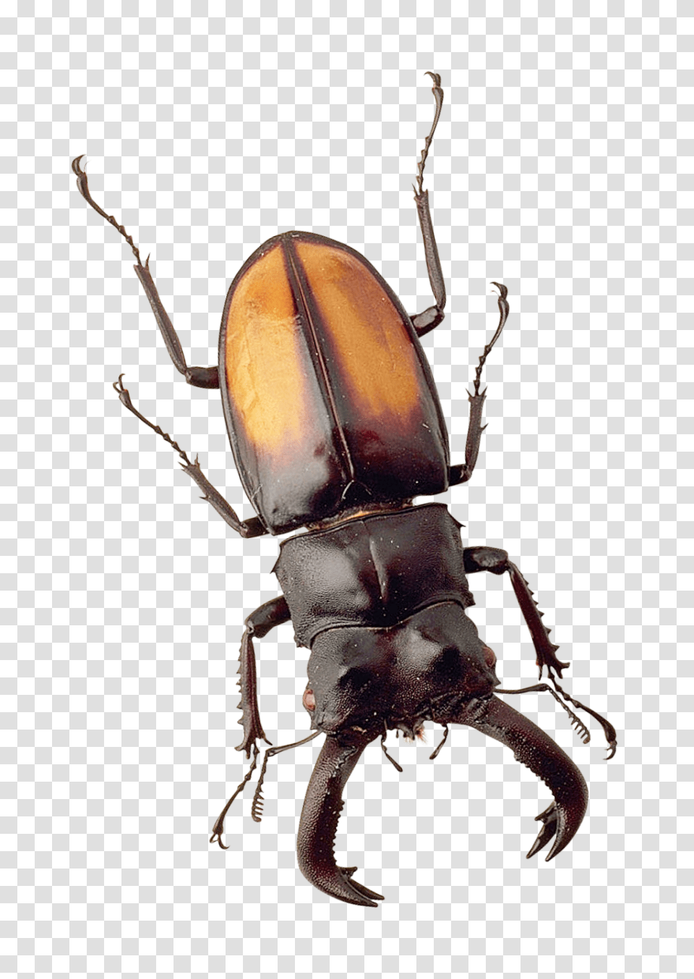 Beetle Image, Insect, Invertebrate, Animal, Cockroach Transparent Png