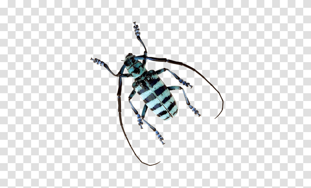 Beetle Image, Spider, Invertebrate, Animal, Arachnid Transparent Png
