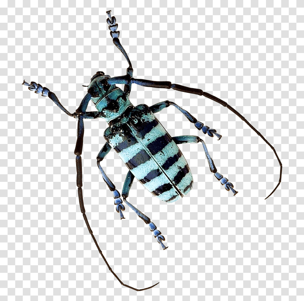 Beetle Image Tiger Beetle Background, Spider, Invertebrate, Animal, Arachnid Transparent Png