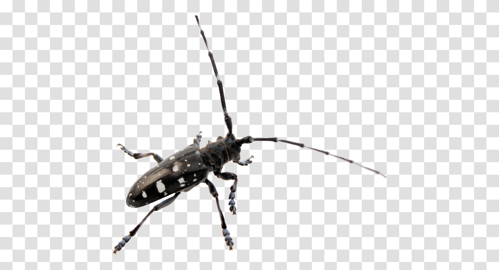 Beetle Images Asian Long Long Beetle, Spider, Invertebrate, Animal, Arachnid Transparent Png