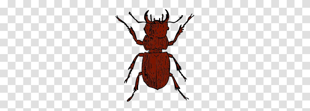 Beetle Images Icon Cliparts, Insect, Invertebrate, Animal, Dung Beetle Transparent Png