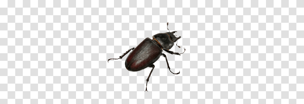 Beetle Images, Insect, Invertebrate, Animal, Dung Beetle Transparent Png