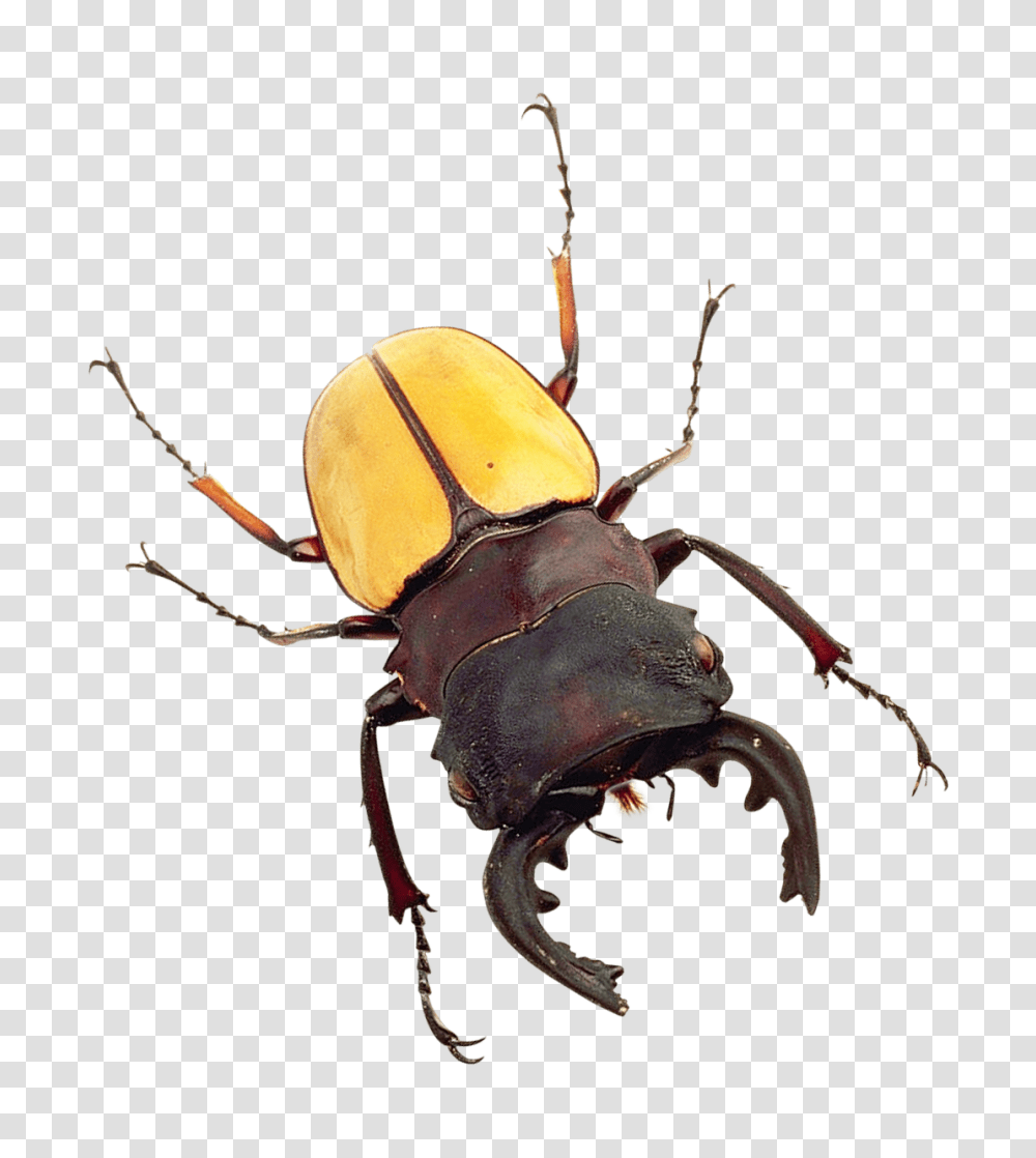 Beetle Images, Invertebrate, Animal, Insect, Cockroach Transparent Png