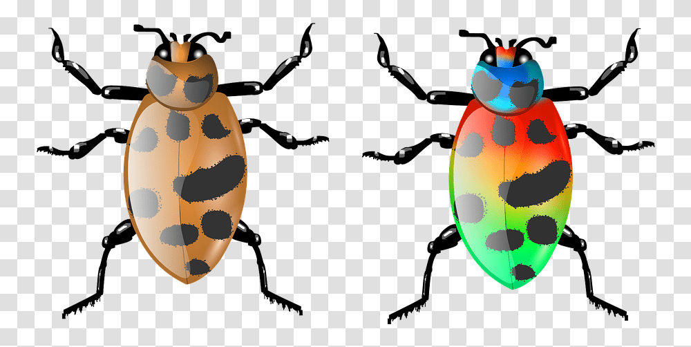 Beetle Insect Bug Animal Nature Wildlife Fly Download, Invertebrate, Snowman, Winter, Outdoors Transparent Png