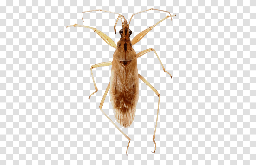 Beetle, Insect, Invertebrate, Animal, Spider Transparent Png