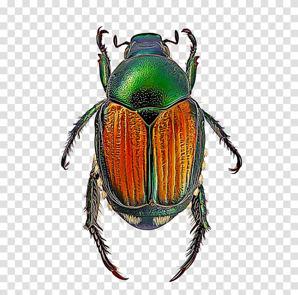 Beetle Insects, Dung Beetle, Invertebrate, Animal, Grenade Transparent Png