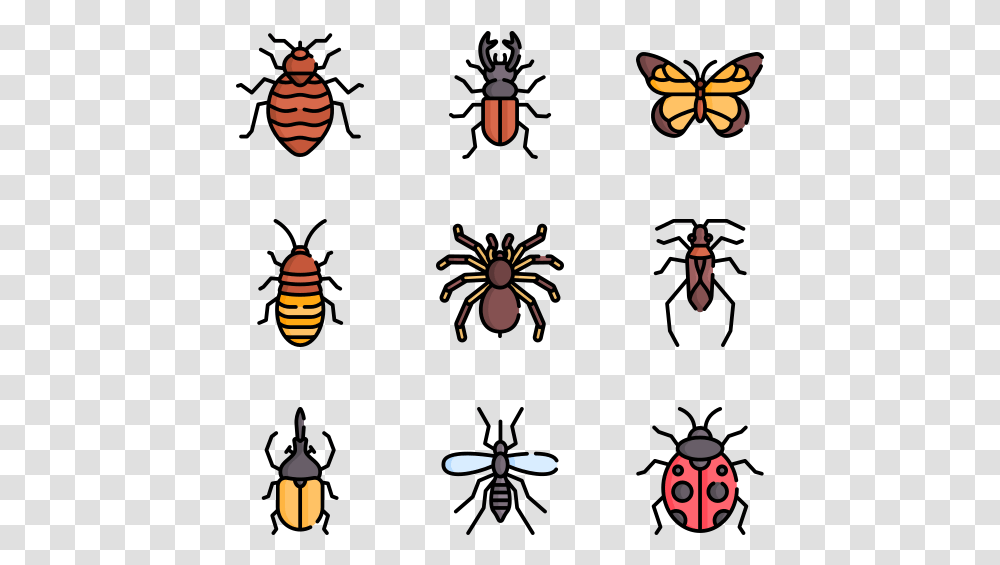 Beetle, Invertebrate, Animal, Insect, Spider Transparent Png