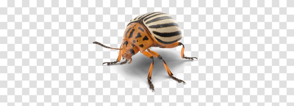 Beetle Photo Colorado Potato Beetle, Insect, Invertebrate, Animal, Dung Beetle Transparent Png