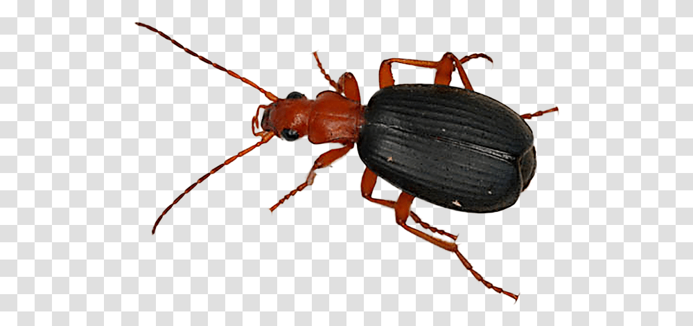 Beetle Portuguese Pathfinder Giant Bombardier Beetle, Animal, Insect, Invertebrate, Bow Transparent Png