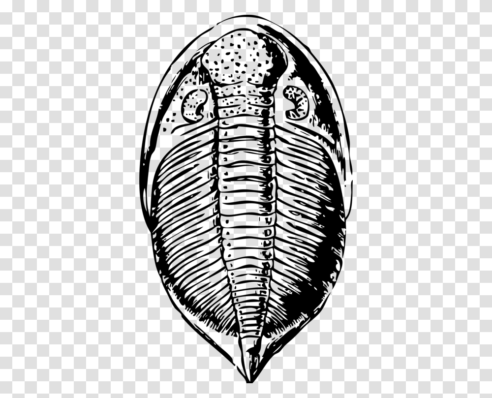 Beetle Trilobite Fossil Drawing, Gray, World Of Warcraft Transparent Png