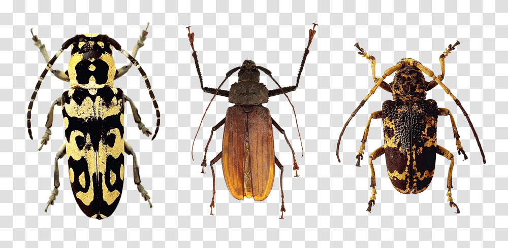 Beetles Insect, Spider, Invertebrate, Animal Transparent Png