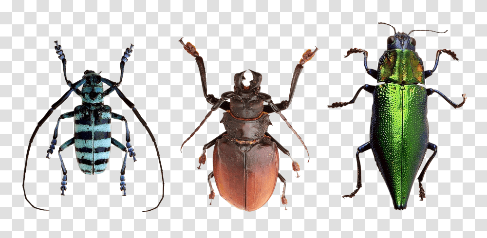 Beetles Insect, Spider, Invertebrate, Animal Transparent Png
