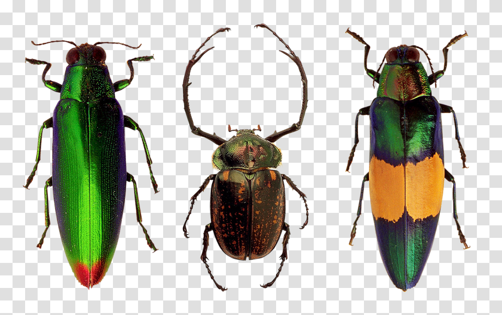 Beetles Insect, Animal, Invertebrate, Dung Beetle Transparent Png