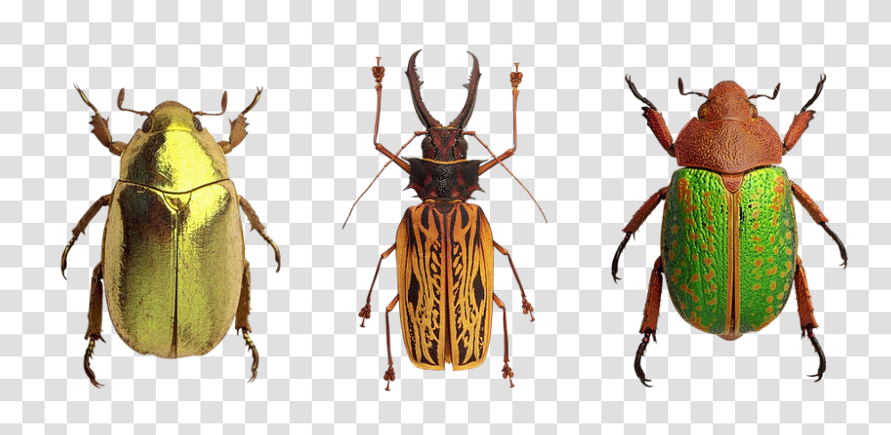 Beetles 960, Insect, Invertebrate, Animal, Spider Transparent Png