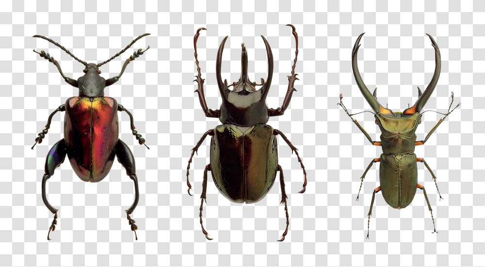 Beetles Insect, Invertebrate, Animal, Spider Transparent Png