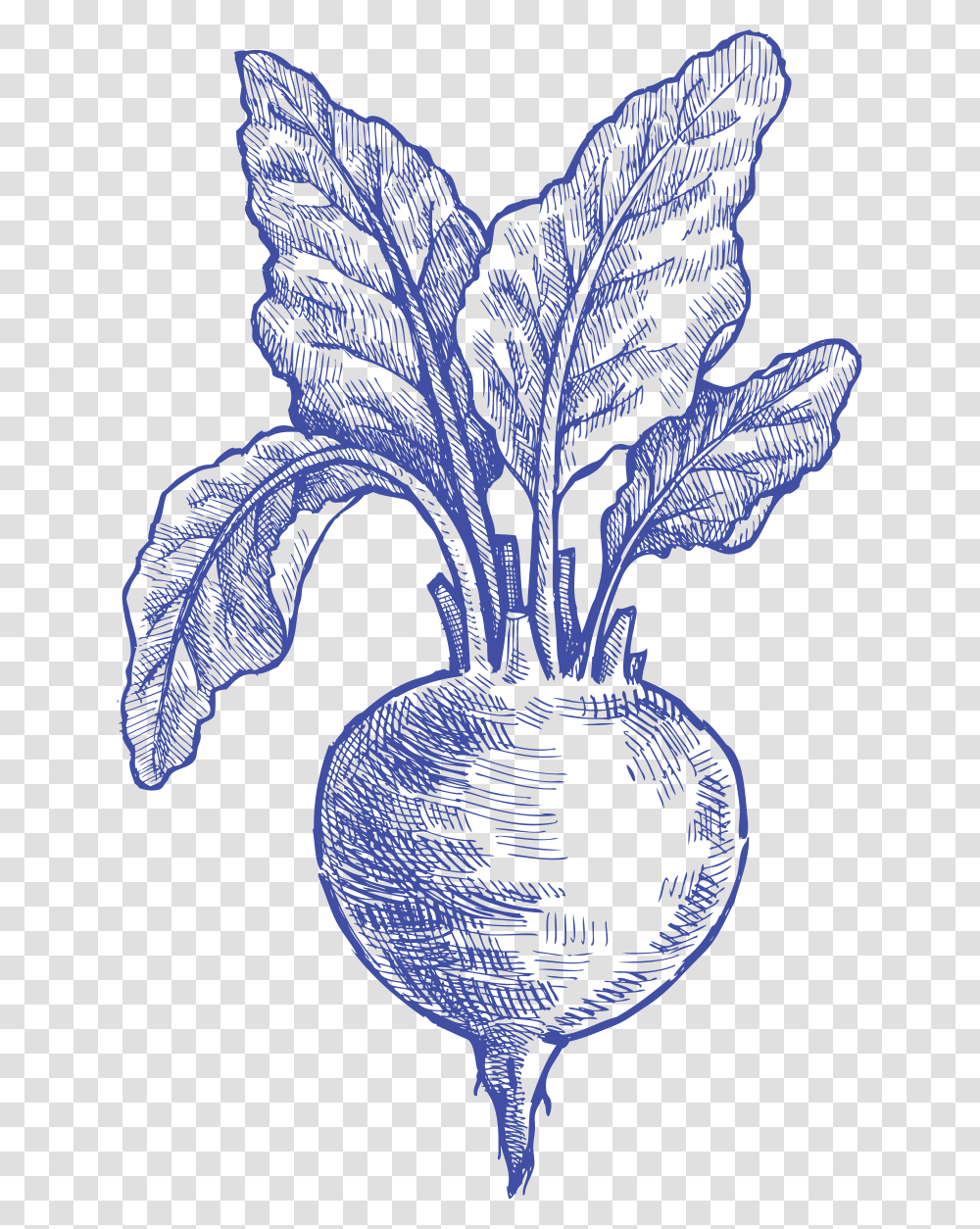 Beetroot Clip Art Amp Beetroot Image Drawing, Plant, Vegetable, Food, Produce Transparent Png
