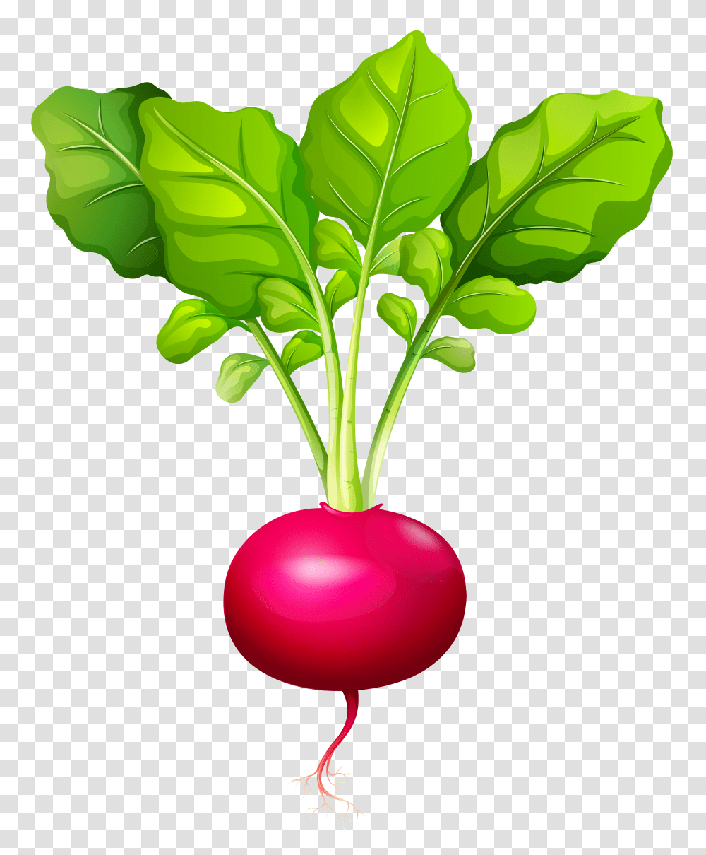 Beetroot Clipart Turnip Transparent Png