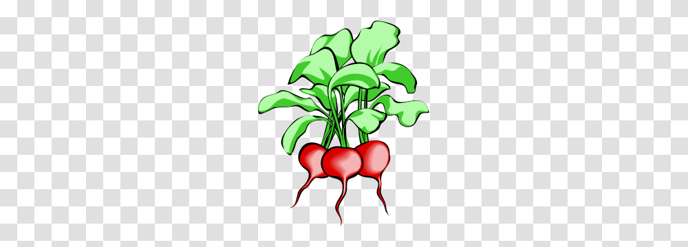 Beets Clip Art, Plant, Radish, Vegetable, Food Transparent Png