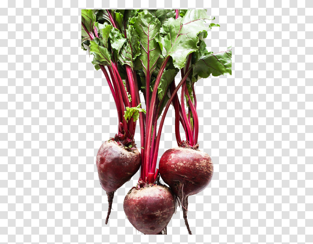 Beets Loose, Plant, Produce, Food, Turnip Transparent Png