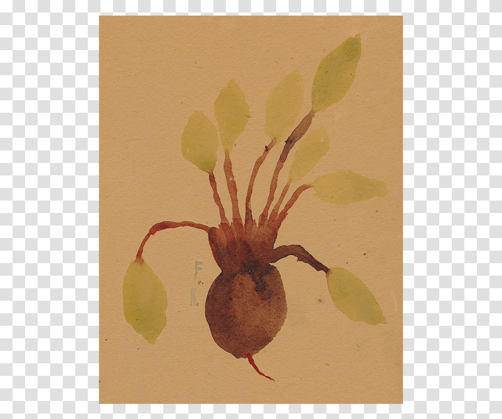 Beets, Plant, Turnip, Produce, Vegetable Transparent Png