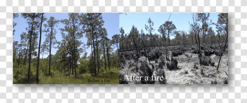 Before During After Forest Fire, Vegetation, Plant, Bush, Woodland Transparent Png