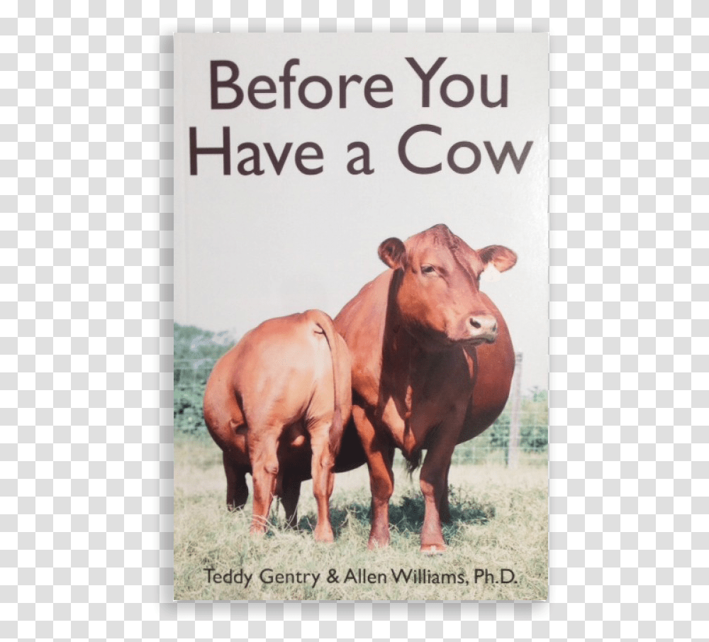 Before You Have A Cow, Cattle, Mammal, Animal, Bull Transparent Png