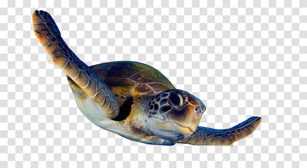 Begin Sea Turtle Animation Full Size Download Sea Turtle Animated, Reptile, Sea Life, Animal, Tortoise Transparent Png