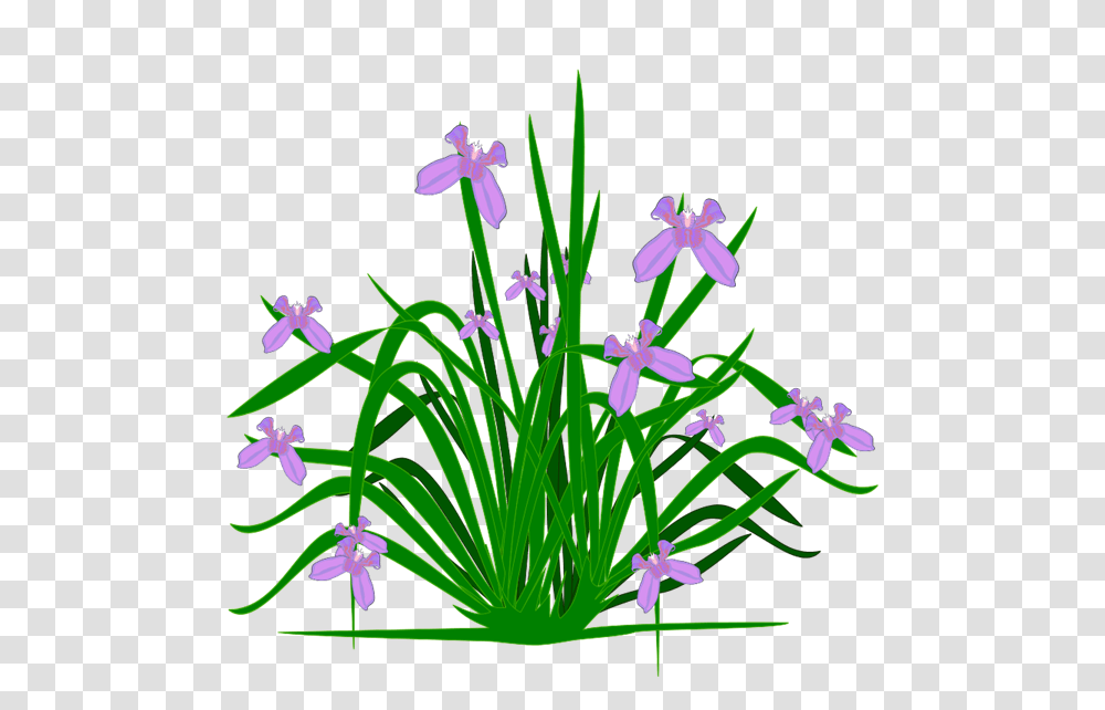 Begonia Flower Cliparts, Plant, Iris, Blossom, Amaryllidaceae Transparent Png