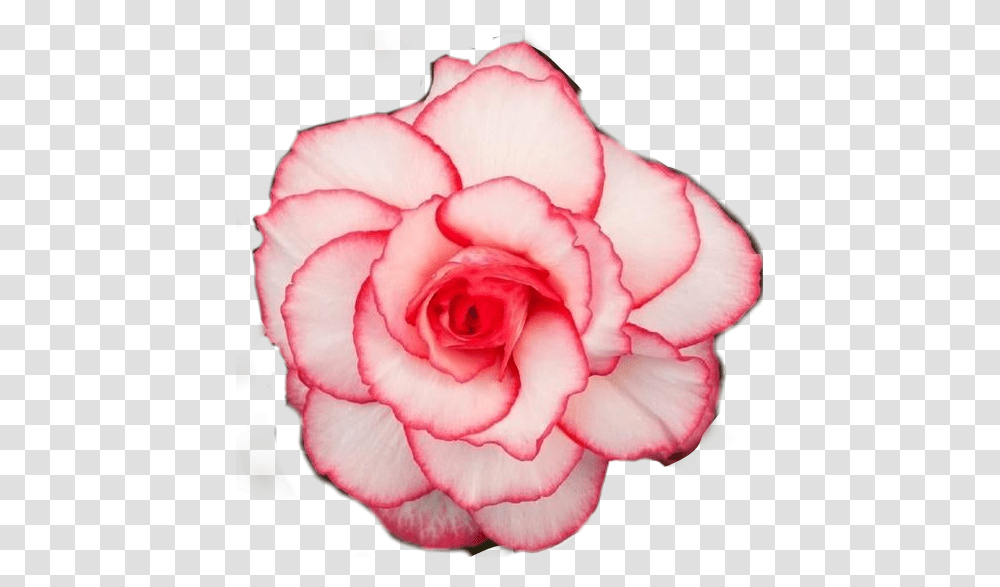 Begonia Rose Belleza Flores Flor Stile Picsartstickers Garden Roses, Flower, Plant, Blossom, Petal Transparent Png