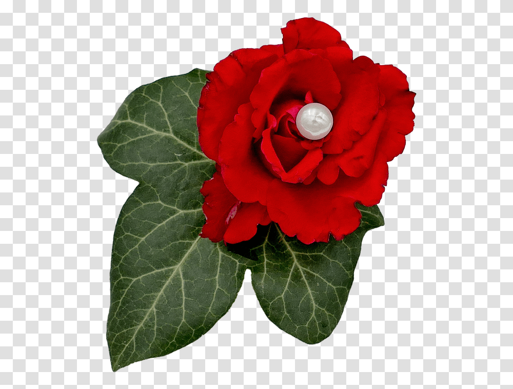 Begonia, Rose, Flower, Plant, Blossom Transparent Png