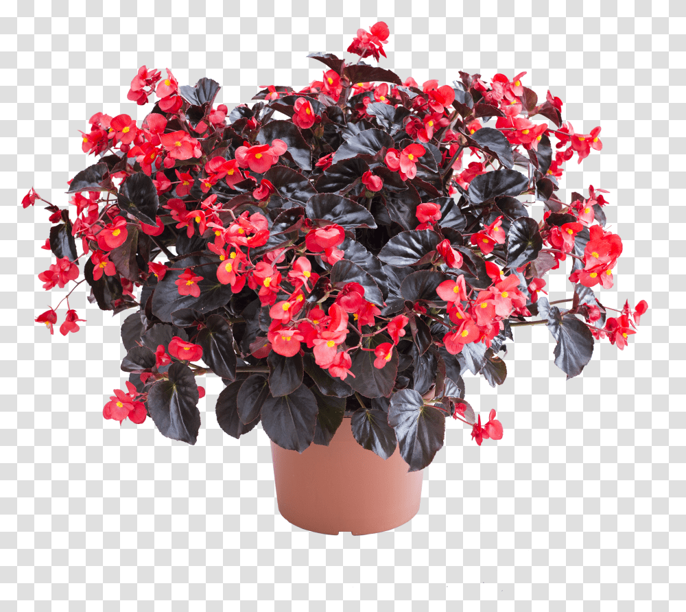 Begonia Viking Xl Red On Chocolate, Plant, Flower, Blossom, Geranium Transparent Png