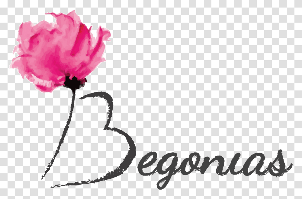 Begonias Flores Flower Painting Watercolor Art Print, Plant, Blossom, Carnation, Rose Transparent Png