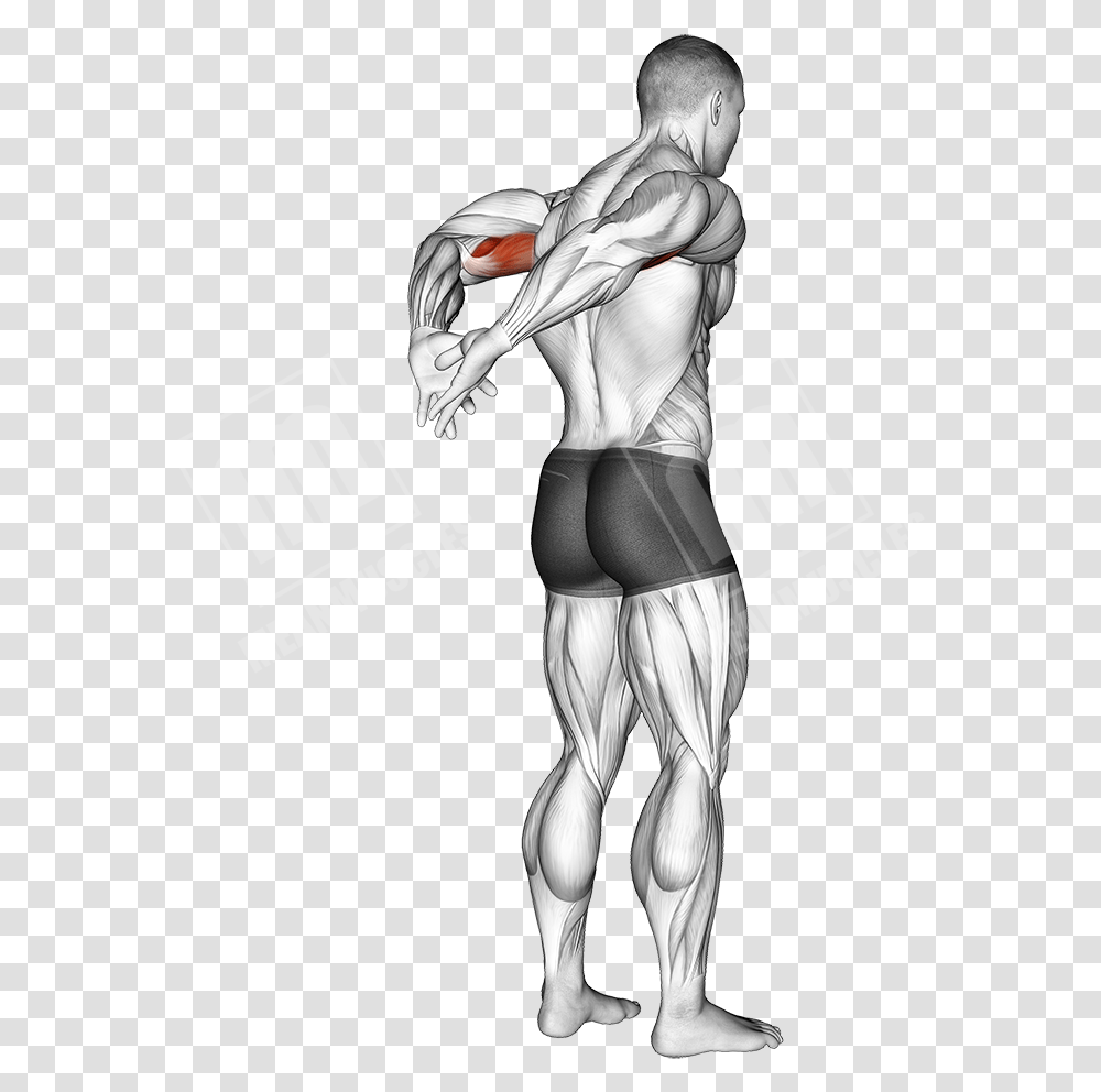 Behind The Back Bicep Stretch Tirage Menton Haltere, Person, Human, Hand, Fist Transparent Png