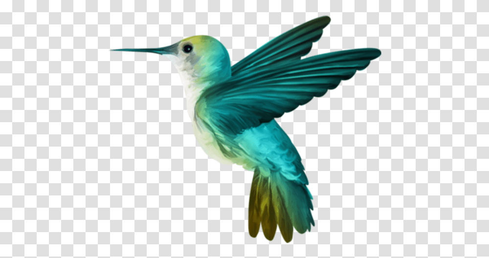 Beija Flor Passaro, Bird, Animal, Bee Eater, Hummingbird Transparent Png