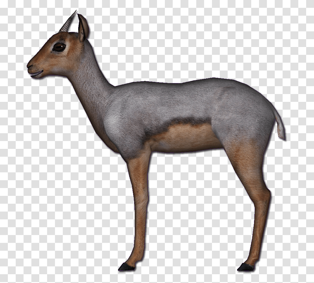 Beira Antelope Download Roe Deer, Wildlife, Mammal, Animal, Gazelle Transparent Png