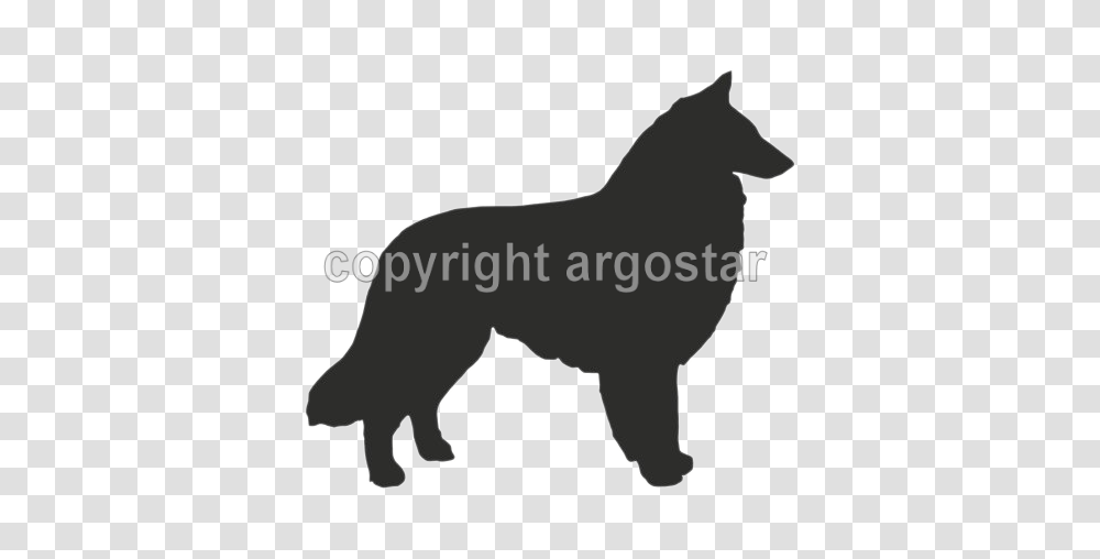 Belgian Sheepdog Groenendael Shop, Mammal, Animal, Horse, Pet Transparent Png
