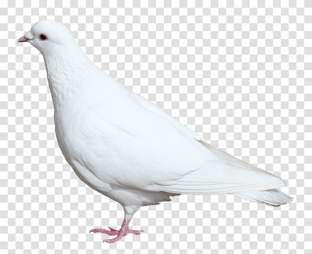 Belij Golub Download Golub Belij, Bird, Animal, Dove, Pigeon Transparent Png