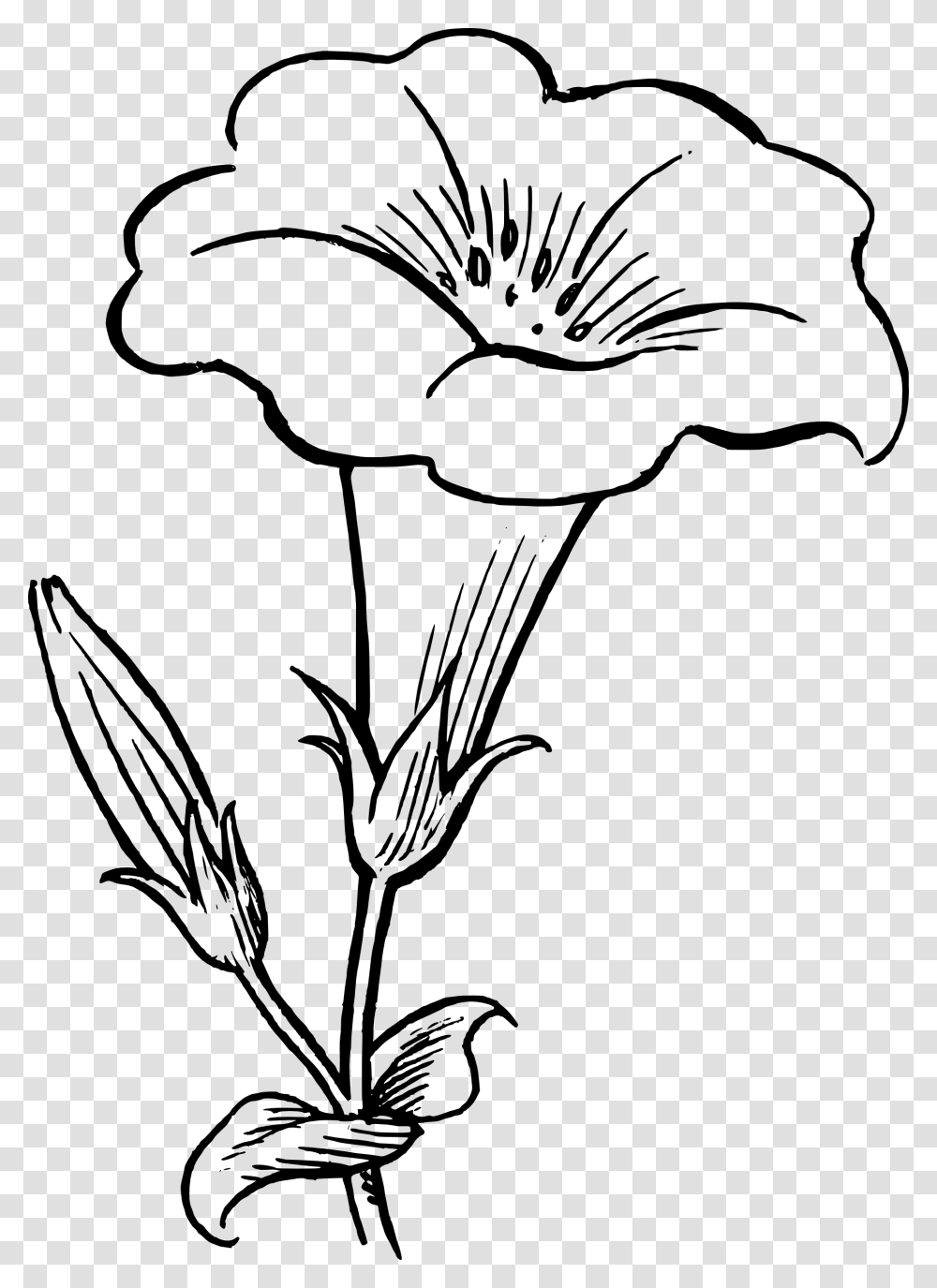 Bell Clipart Plant, Flower, Blossom, Petal, Lily Transparent Png