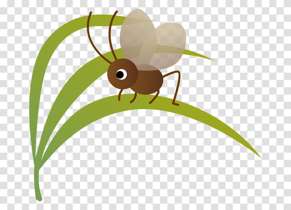 Bell Ring Cricket Insect Clipart, Invertebrate, Animal, Aphid, Flea Transparent Png