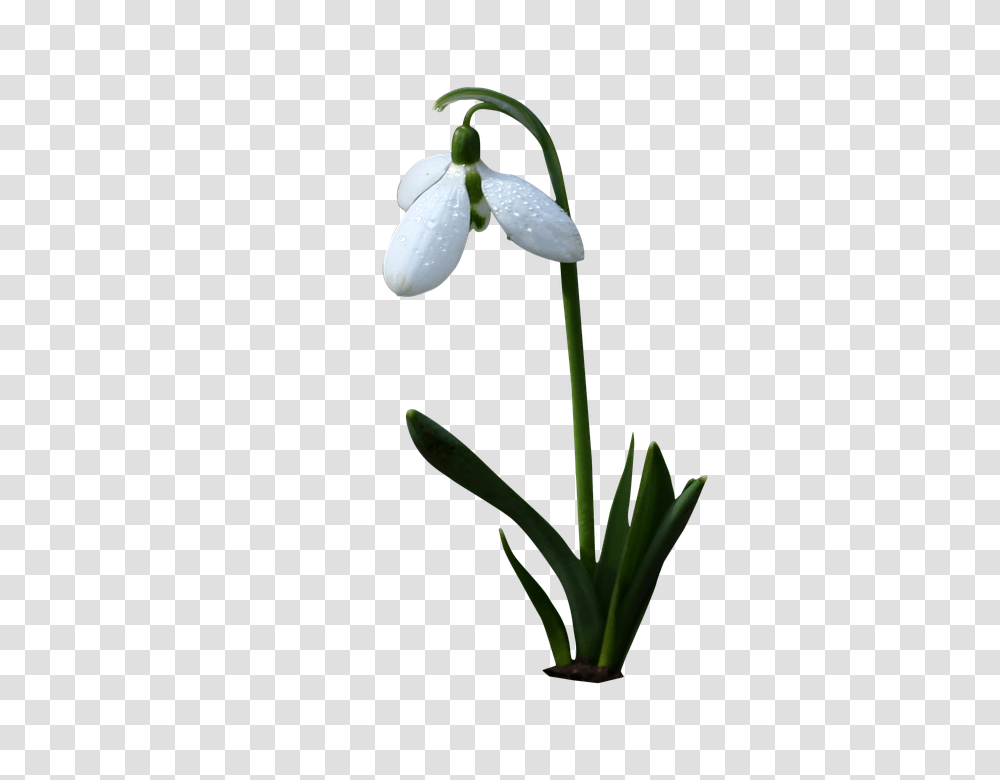 Bell White 960, Flower, Plant, Blossom, Amaryllidaceae Transparent Png