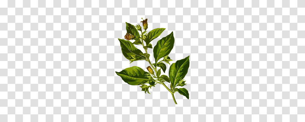 Belladonna Technology, Plant, Vase, Jar Transparent Png