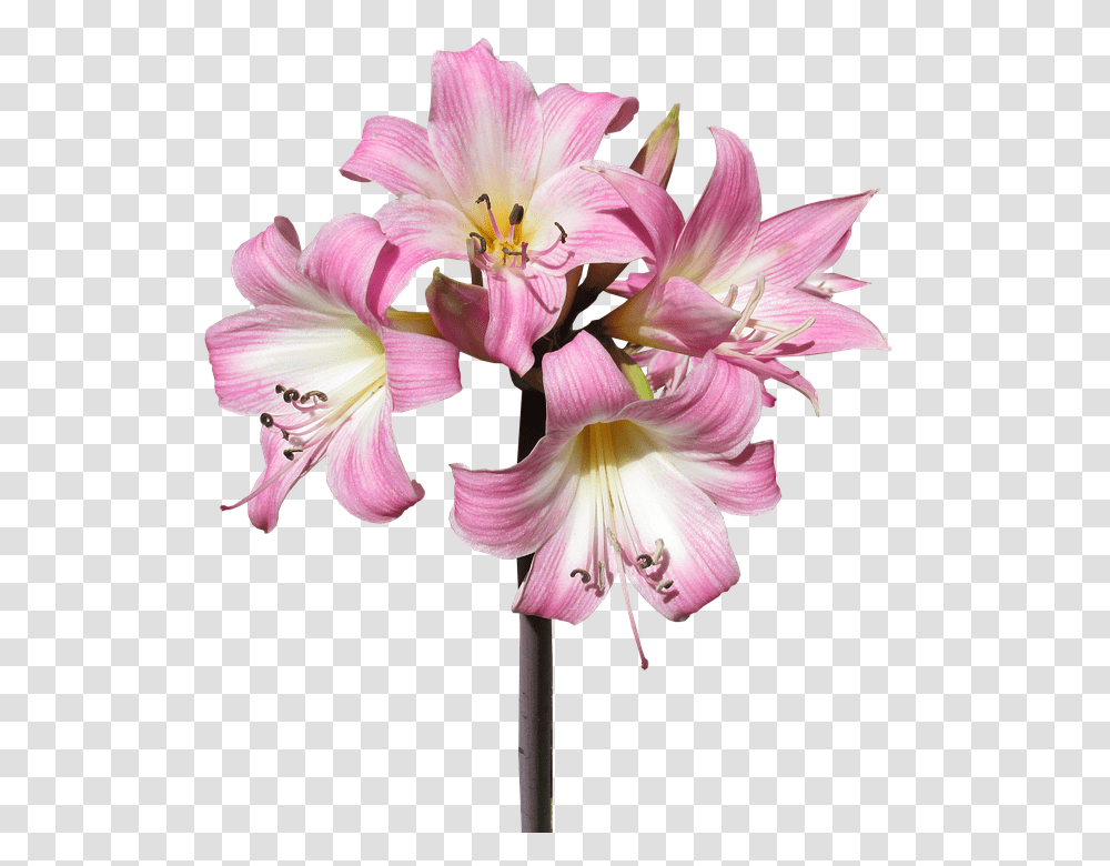 Belladonna 960, Flower, Plant, Blossom, Amaryllis Transparent Png