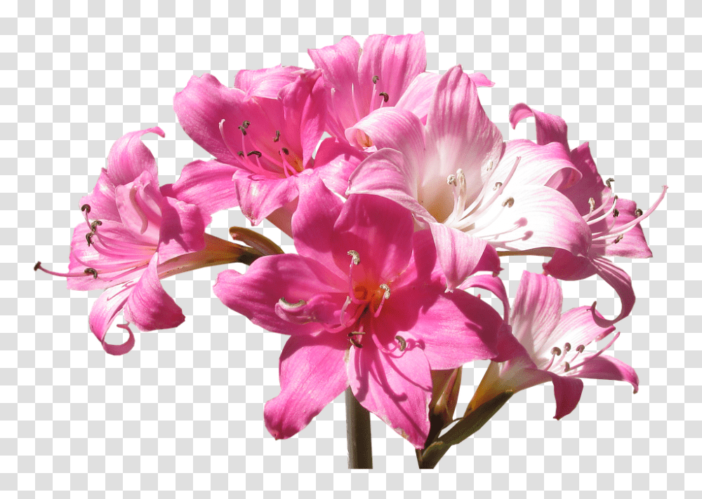 Belladonna 960, Flower, Plant, Blossom, Geranium Transparent Png