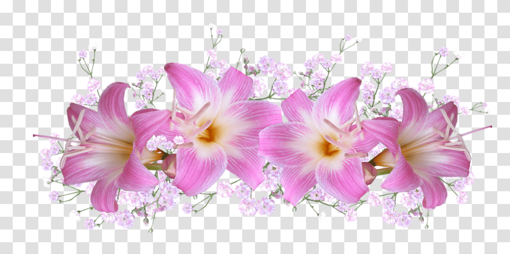 Belladonna Lilies 960, Flower, Plant, Blossom, Petal Transparent Png