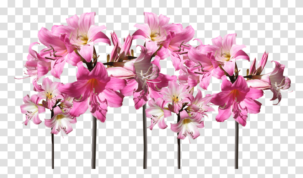 Belladonna Lilies Cut Out 960, Flower, Plant, Blossom, Amaryllis Transparent Png