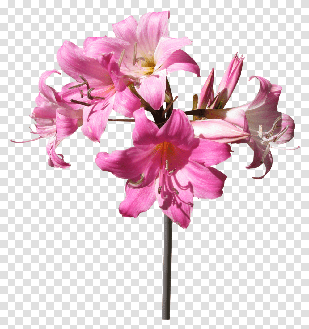 Belladonna Lily Flower Lily Flower With Stem, Plant, Blossom, Amaryllis, Amaryllidaceae Transparent Png