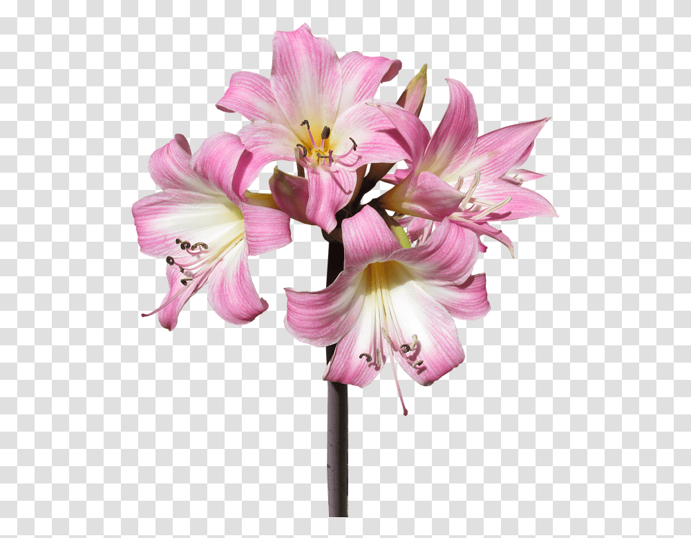 Belladonna Lily Flower Summer Bloom, Plant, Blossom, Amaryllis, Pollen Transparent Png