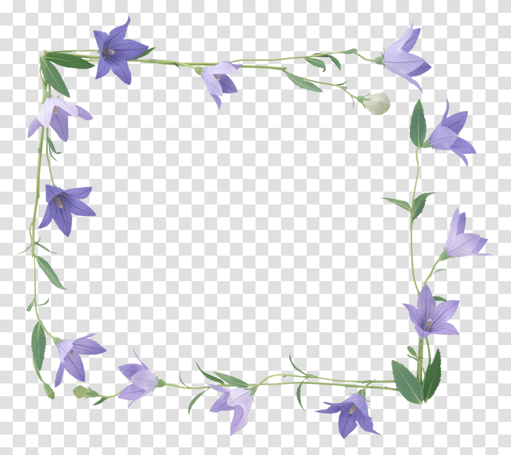 Bellflower Frame Flower Purple, Plant, Blossom Transparent Png