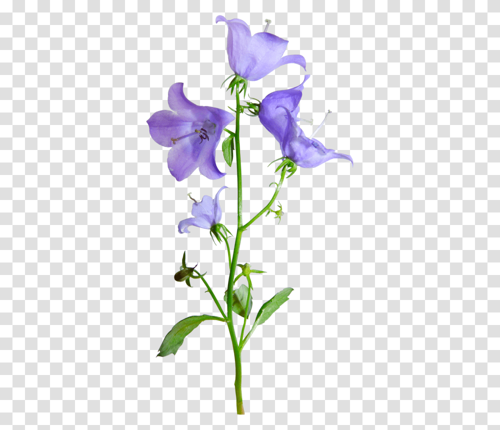 Bellflower Harebell, Plant, Blossom, Acanthaceae, Amaryllidaceae Transparent Png