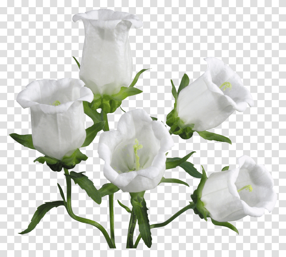 Bellflower Images Are Free To Download Bell Flowers Transparent Png